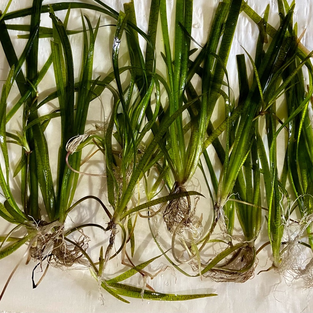 20+ Vallisneria plants, LIVE Aquarium/ Pond plants